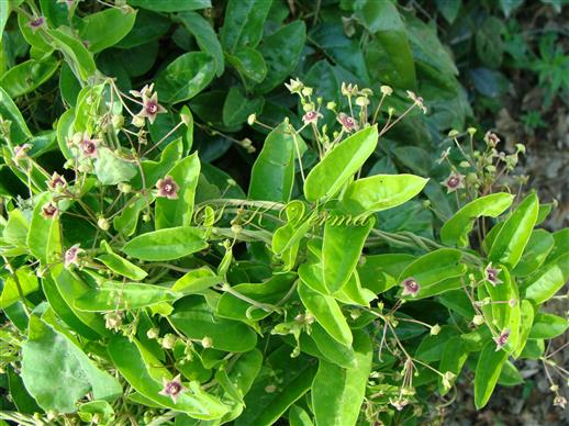  Plant